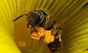 Интересные факты про пчёл (15 фото) Все самое интересное про пчел